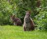 Parma Wallaby Böckchen zu verkaufen